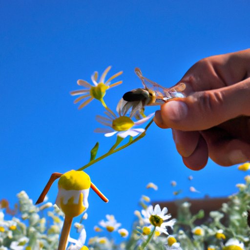 Examining the Role of Pollination in Honey Production