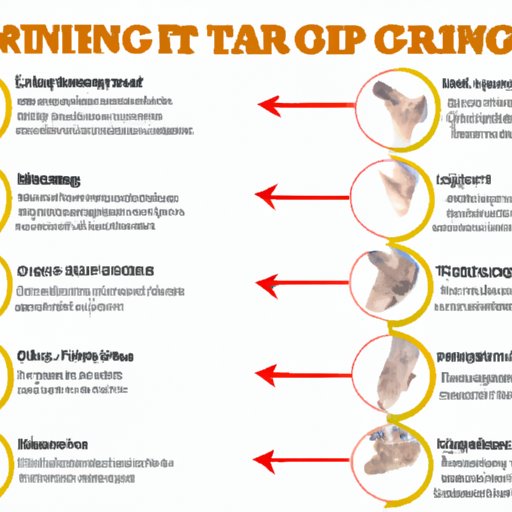 Outlining Treatment Options for Cats with Ringworm