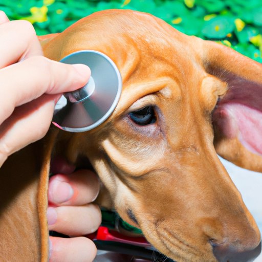 Ear Mites in Dogs Causes, Symptoms, and Treatment The Enlightened