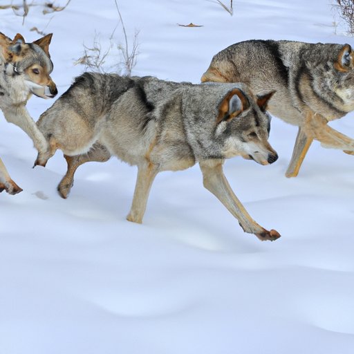 Tracking the Movement of a Wolf Pack