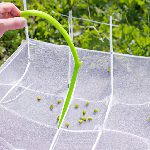 How to Choose the Right Pea Trap for Your Garden