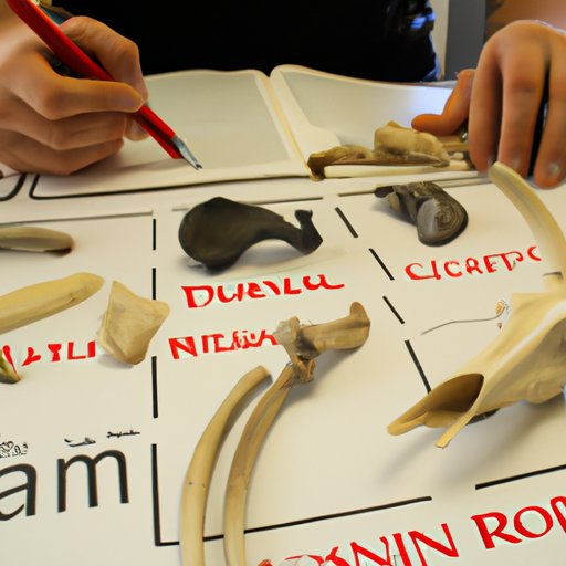 Studying the Role of Animal Bones in Environmental History