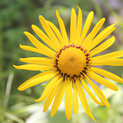 The Benefits and Risks of Arnica