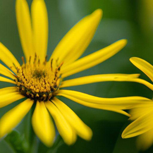 A Closer Look at the Healing Properties of Arnica