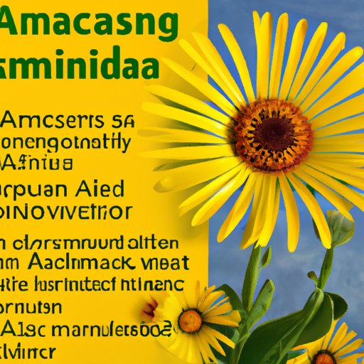 A Comprehensive Guide to Arnica Benefits