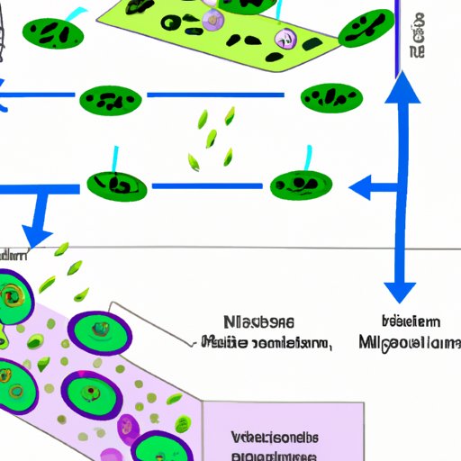 Examining the Mechanics of Cell Division and Its Impact on Growth