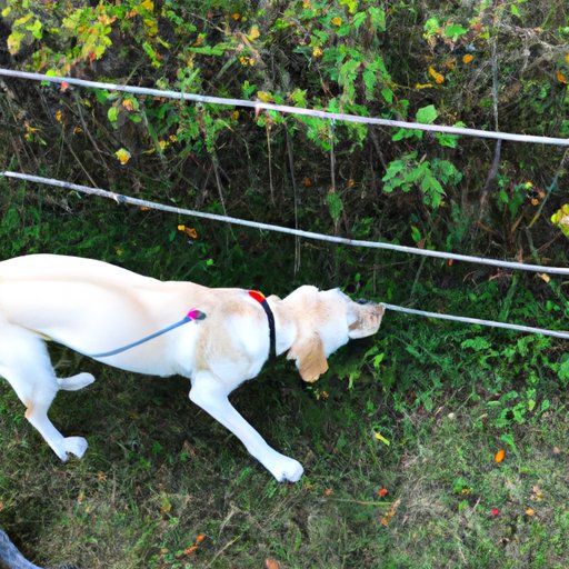 Exploring the Basics of Electric Fences for Dogs