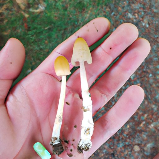 Exploring the Psychoactive Effects of Mushrooms