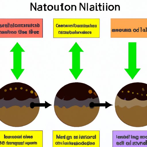 The Role of Nitrification in the Cycle of Nitrogen in Soil
