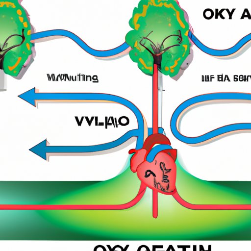 The Journey of Oxygen Through the Cardiovascular System