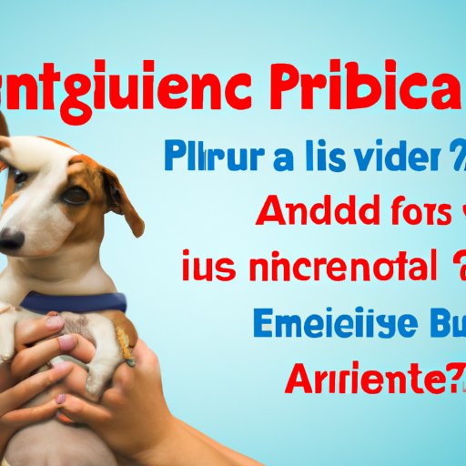 What to Consider Before Purchasing Pet Insurance