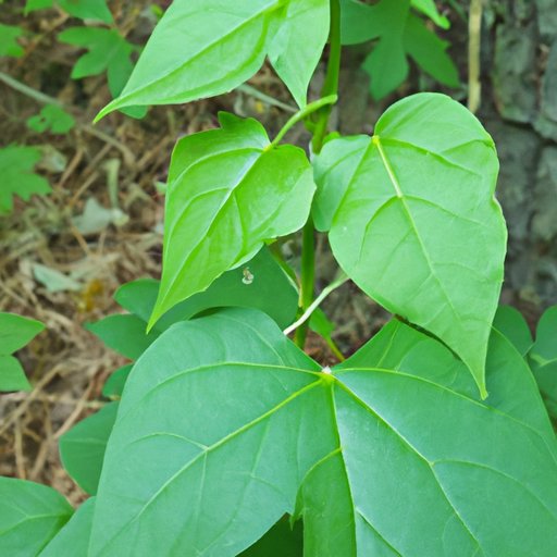 The Science Behind Poison Ivy: How It Works and How to Treat It