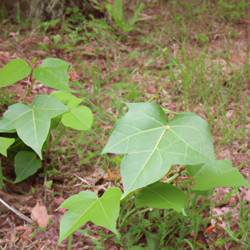Exploring the Effects of Poison Ivy: How It Works and How to Treat It