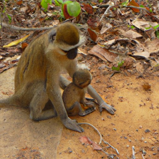 Exploring the Global Impact of Monkeypox