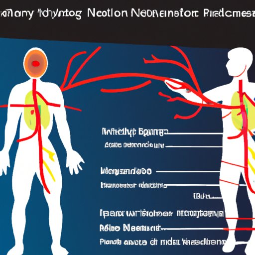 Understanding How the Circulatory System is Affected by the Nervous System