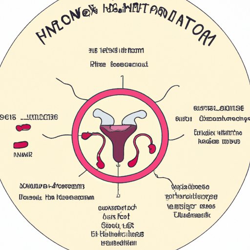 Exploring Hormones and Their Role in the Menstrual Cycle