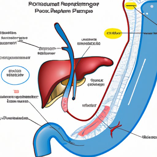 Exploring the Anatomy and Physiology of the Pancreas