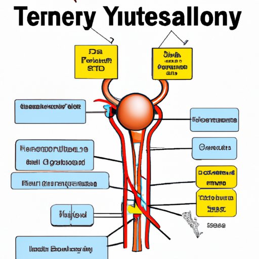 Anatomy and Physiology of the Urinary System