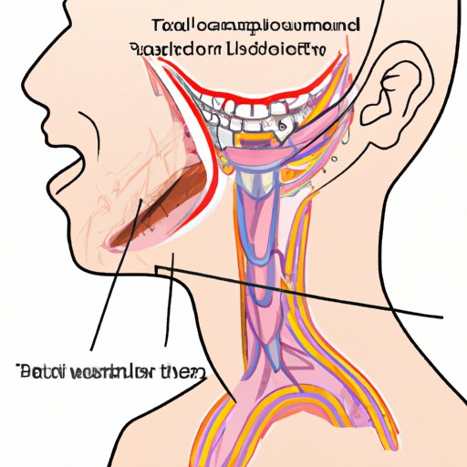Investigating How Vocal Cords Interact With Other Structures in the Throat