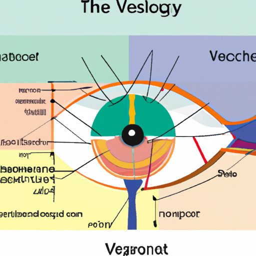 Exploring the Anatomy of the Eye and How Vision Works