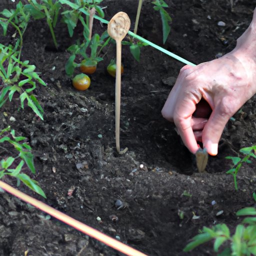 Planting Tomatoes: Finding the Perfect Distance