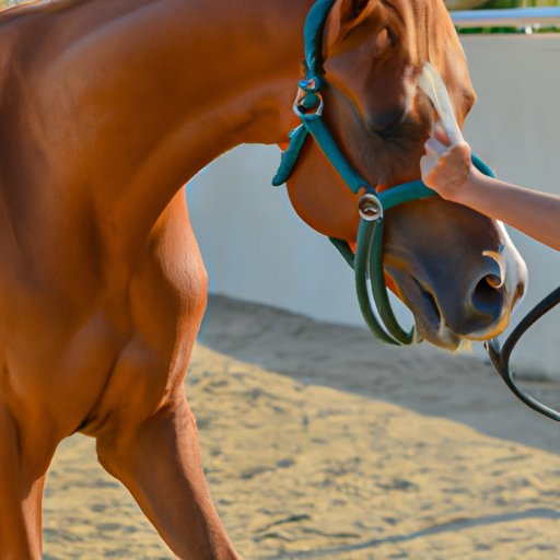 Examining the Physical Capabilities of Horses