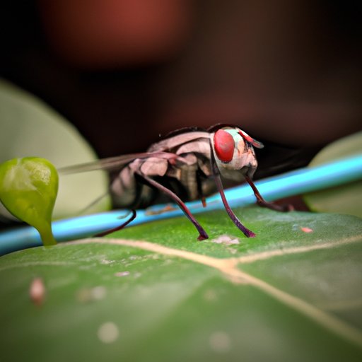 Tracking the Movements of Flies