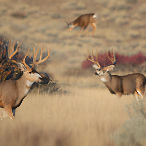 Exploring How Far Bucks Travel During the Rutting Season The