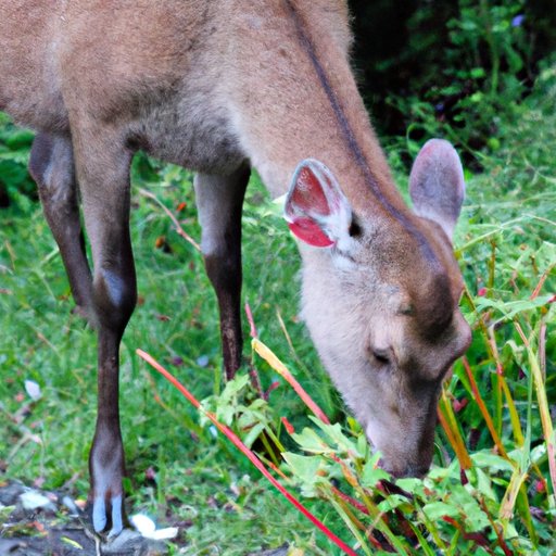 Exploring the Diet of Deer