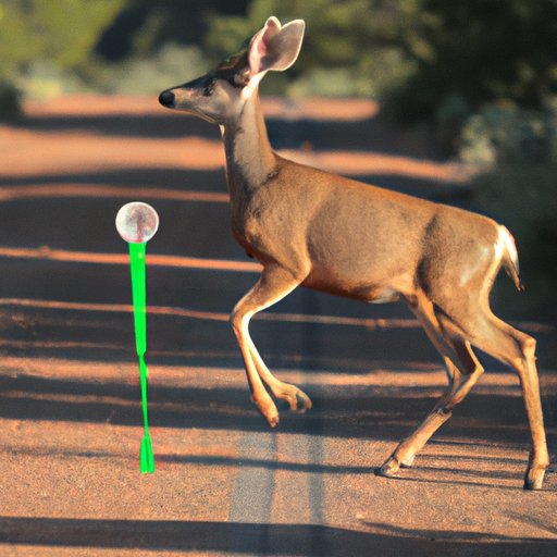 How Far Do Deer Travel Daily? Exploring the Average Distance Covered The Enlightened Mindset