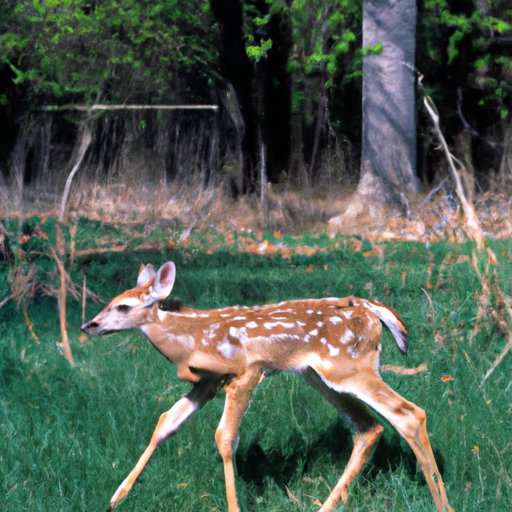 How Far Do Deer Travel From Where They Are Born? The Enlightened Mindset