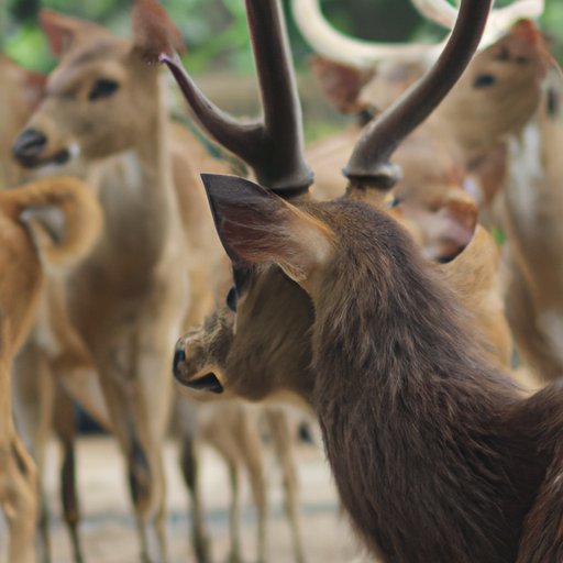 Exploring Cultural Perspectives on Deer Travel Distances