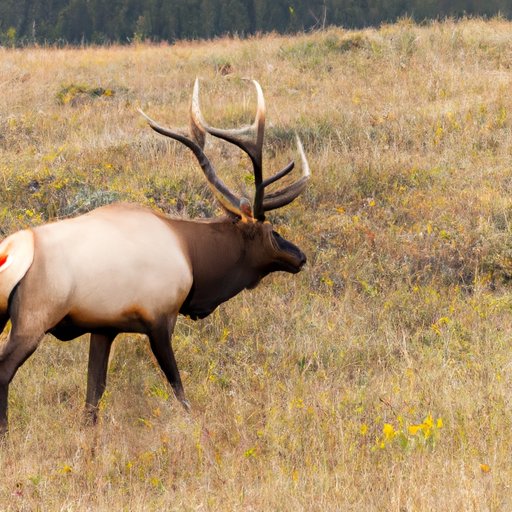 Research Study: Tracking the Distance Traveled by Elk in a Single Day