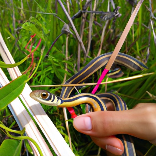 Navigating Nature: Understanding Garter Snake Movement Across Landscapes