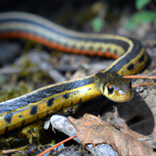 Understanding Garter Snake Ventures Into the Unknown