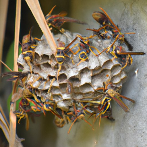Mapping the Journeys of Hornets