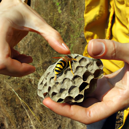 Examining the Migration Patterns of Hornets