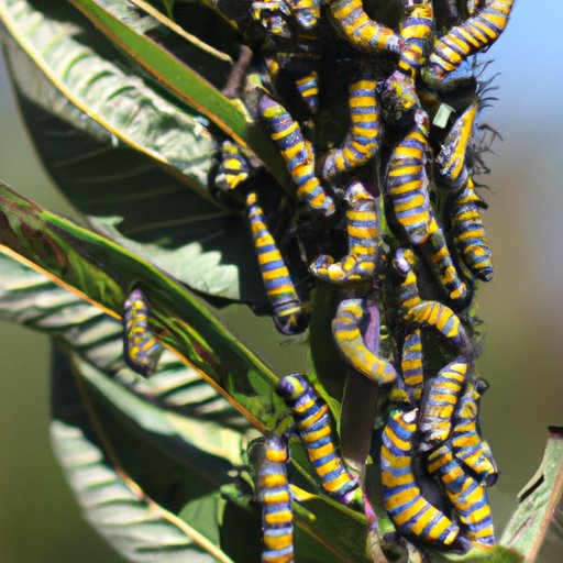 A Case Study on the Migratory Patterns of Monarch Caterpillars