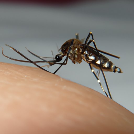 Exploring the Impact of Human Activity on the Spread of Mosquitoes
