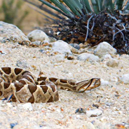 Living on the Move: Exploring the Range of Rattlesnakes