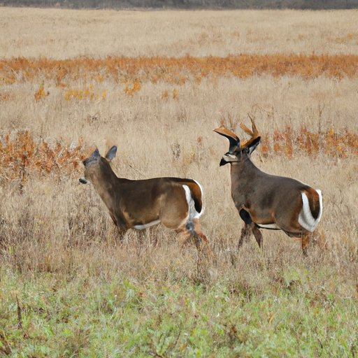 How Far Do Whitetail Deer Travel in a Day? The Enlightened Mindset