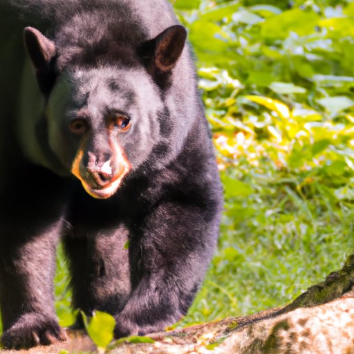 Unveiling the Secrets of Black Bear Roaming: Their Daily Travel Distance