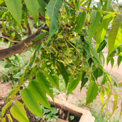 Common Questions About Neem Oil and Late Flowering