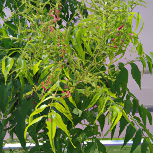 Tips for Getting the Most Out of Neem Oil at the End of Flowering