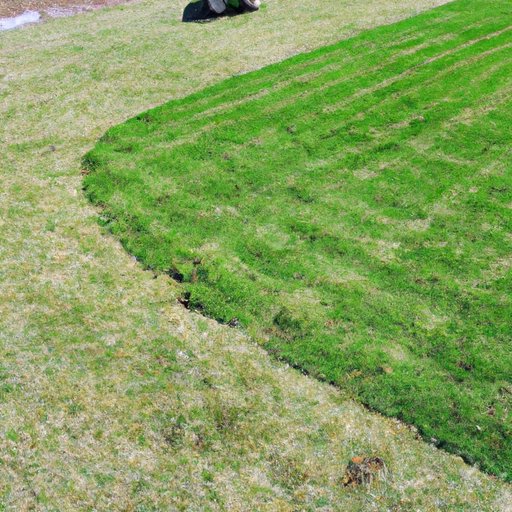 Tips for Mowing a Newly Seeded Lawn