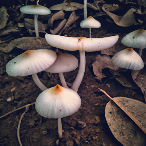 What to Expect From Your Shroom Experience