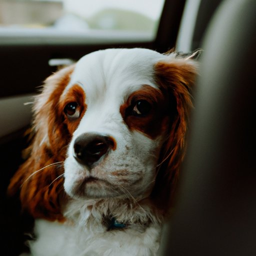 Signs That Your Dog Is Getting Stressed Out During A Car Ride