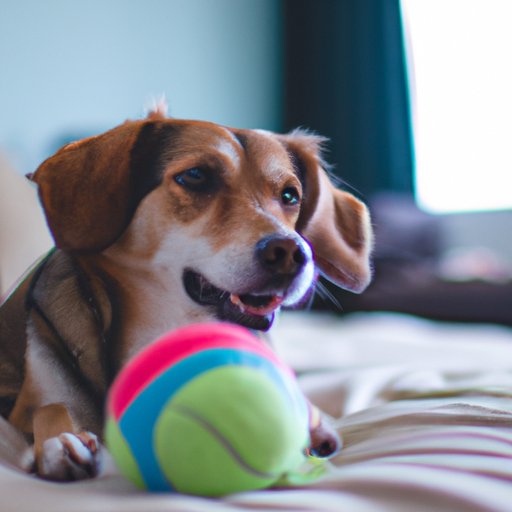 Strategies for Keeping Your Dog Entertained While Home Alone