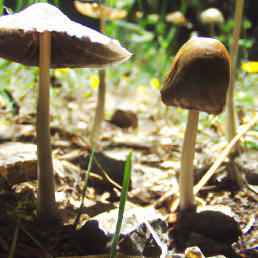 The Length of a Mushroom Trip: All You Need to Know