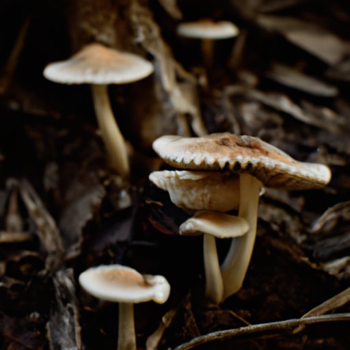 The science behind how long a shrooms trip lasts